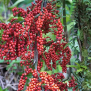 Red berry  Fragrance Oil