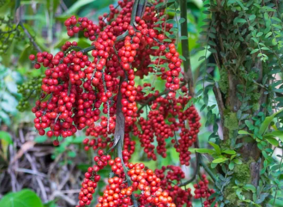 Red berry Fragrance Oil
