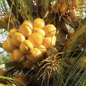 Coconut  Fragrance Oil