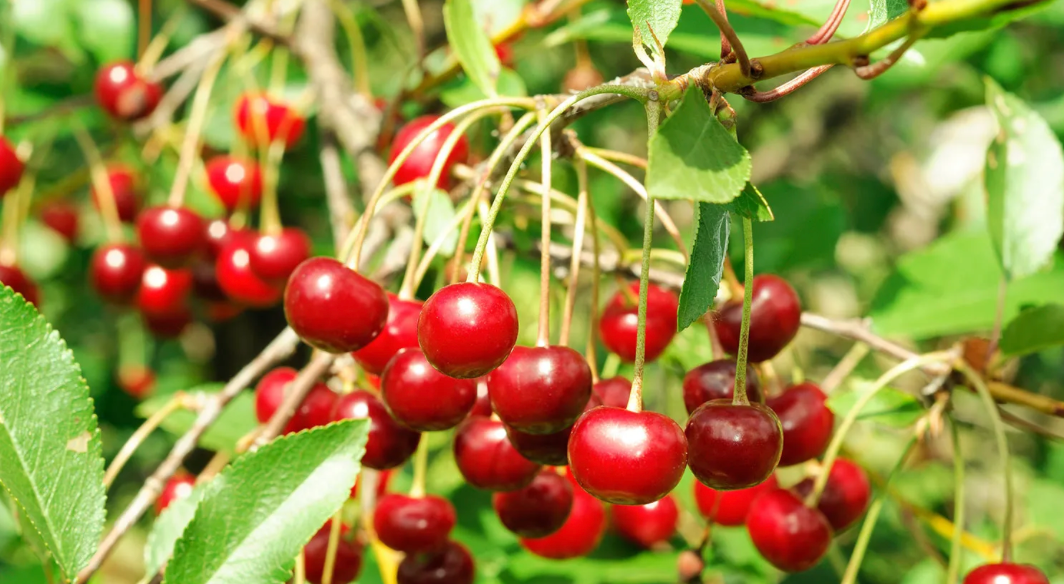 Cherry Fragrance Oil