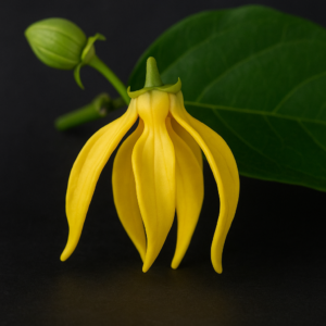 Ylang Ylang Fragrance Oil
