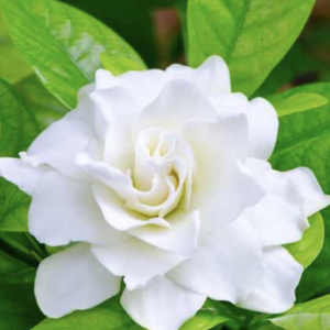 Gardenia Fragrance Oil